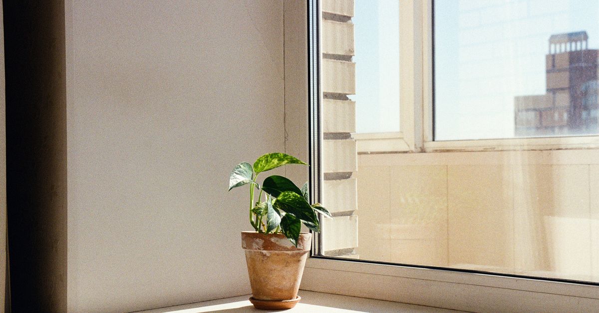 A sunlit potted plant on a windowsill in a cozy interior setting.