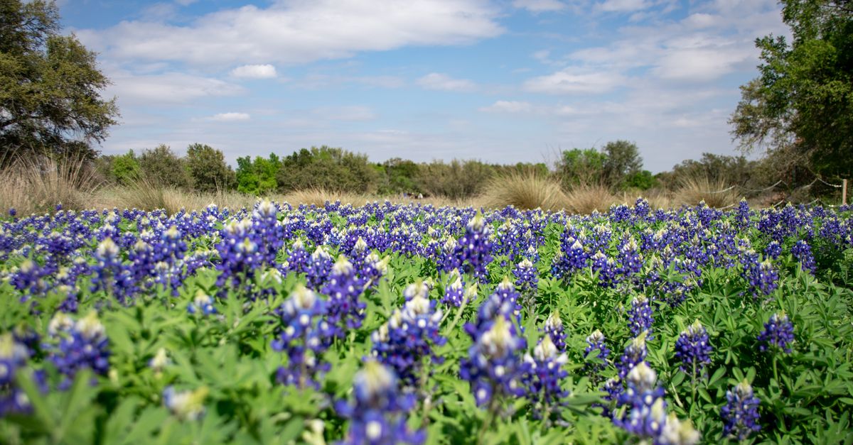 A picturesque field of bluebonnets in full bloom under a bright blue sky, capturing the essence of spring.